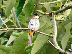 Pycnonotus xanthorrhous