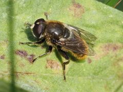 Merodon constans