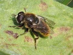 Merodon constans