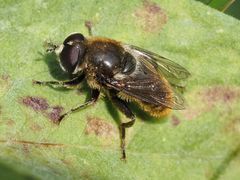 Merodon constans