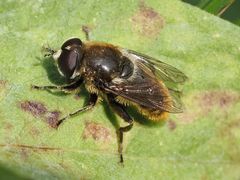 Merodon constans