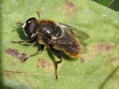 Merodon constans