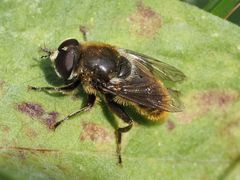 Merodon constans