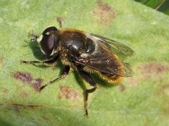 Merodon constans