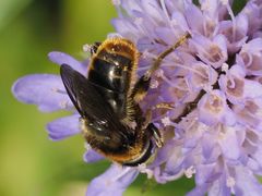 Merodon constans