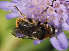 Merodon constans