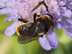 Merodon constans