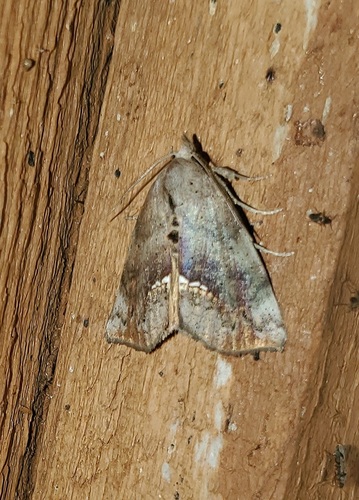 Small Necklace Moth photo 4