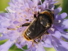Merodon constans