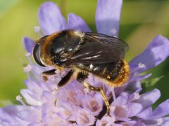 Merodon constans