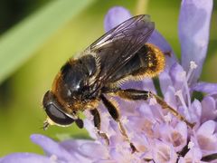 Merodon constans