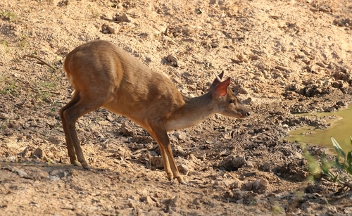 Southern Brown Brocket, photo 7 of 9