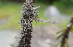 Hypogymnia hultenii
