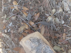 Urosaurus ornatus schottii