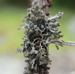Hypogymnia hultenii