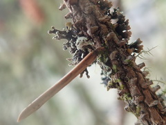Hypogymnia hultenii