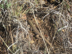 Aspidoscelis uniparens