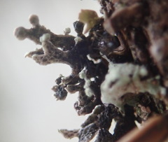 Hypogymnia hultenii