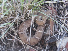 Crotalus willardi willardi
