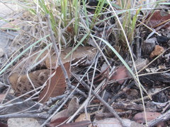 Crotalus willardi willardi