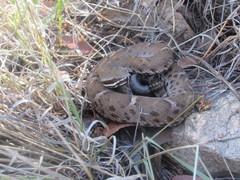 Crotalus willardi willardi