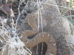 Crotalus willardi willardi