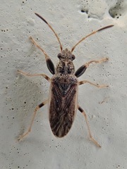 Pseudopachybrachius basalis