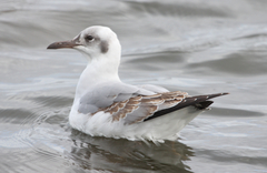 Grey-Headed Gull photo 3