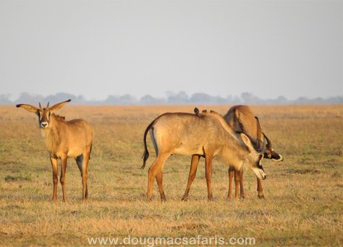 Roan Antelope