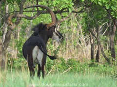 Hippotragus niger kirkii