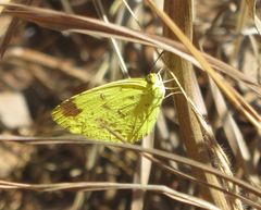 Eurema hecabe solifera