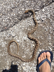 Pantherophis ramspotti