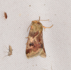 Schinia lynx