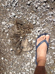 Didelphis virginiana