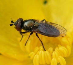 Lejogaster metallina