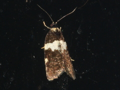 Dichelia cosmopis