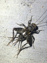 Allonemobius maculatus