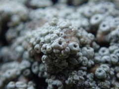 Coccotrema maritimum