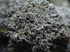 Fuscopannaria maritima