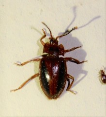 Epipocus punctatus