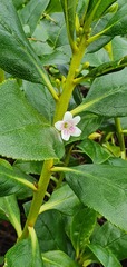 Myoporum aff insulare × laetum