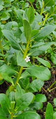 Myoporum aff insulare × laetum