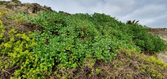 Myoporum aff insulare × laetum