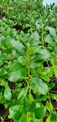 Myoporum aff insulare × laetum