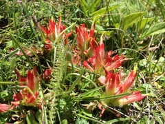 Castilleja moranensis