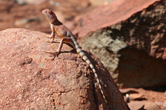 Ctenophorus caudicinctus