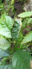 Ficus montana