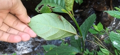 Ficus montana