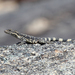 Ctenophorus ornatus - Photo (c) Ray Turnbull, μερικά δικαιώματα διατηρούνται (CC BY-NC), uploaded by Ray Turnbull
