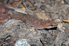 Diplodactylus lateroides